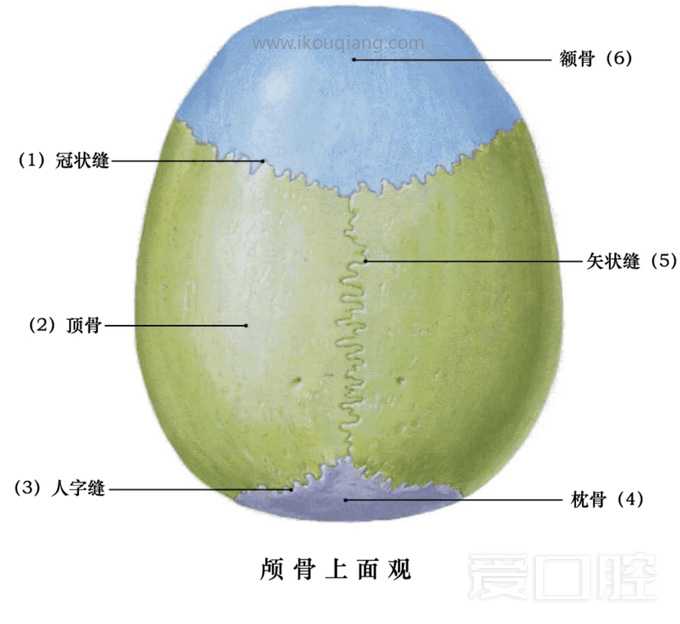 口腔颌面部骨骼肌肉解剖图谱_02.jpg