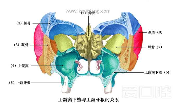 口腔颌面部骨骼肌肉解剖图谱_05.jpg