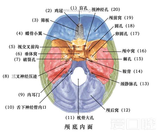 口腔颌面部骨骼肌肉解剖图谱_04.jpg