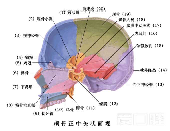 口腔颌面部骨骼肌肉解剖图谱_06.jpg