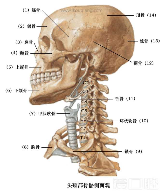 口腔颌面部骨骼肌肉解剖图谱_08.jpg