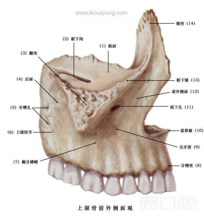 口腔颌面部骨骼肌肉解剖图谱_09.jpg