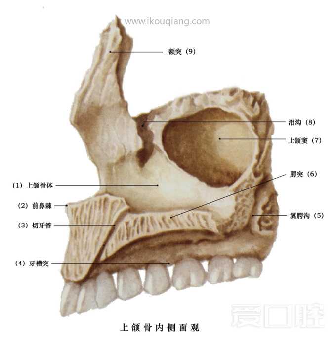 口腔颌面部骨骼肌肉解剖图谱_10.jpg