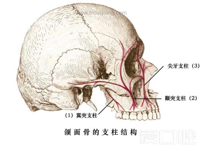 口腔颌面部骨骼肌肉解剖图谱_11.jpg