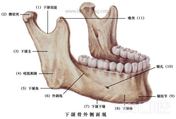 口腔颌面部骨骼肌肉解剖图谱_12.jpg