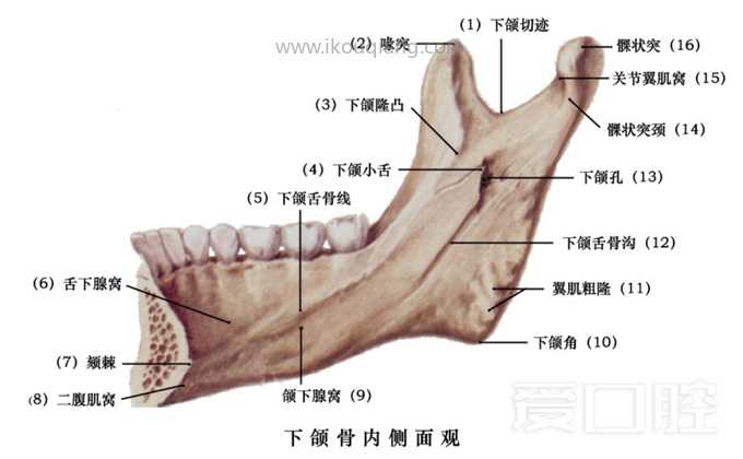 口腔颌面部骨骼肌肉解剖图谱_13.jpg