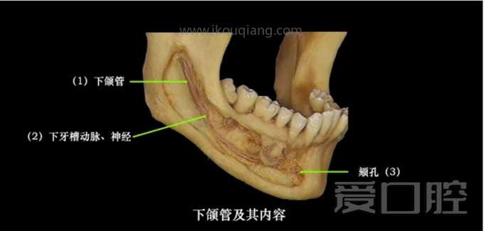 口腔颌面部骨骼肌肉解剖图谱_15.jpg