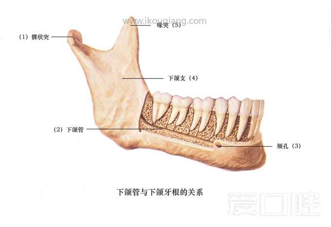 口腔颌面部骨骼肌肉解剖图谱_14.jpg