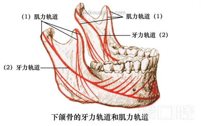 口腔颌面部骨骼肌肉解剖图谱_16.jpg