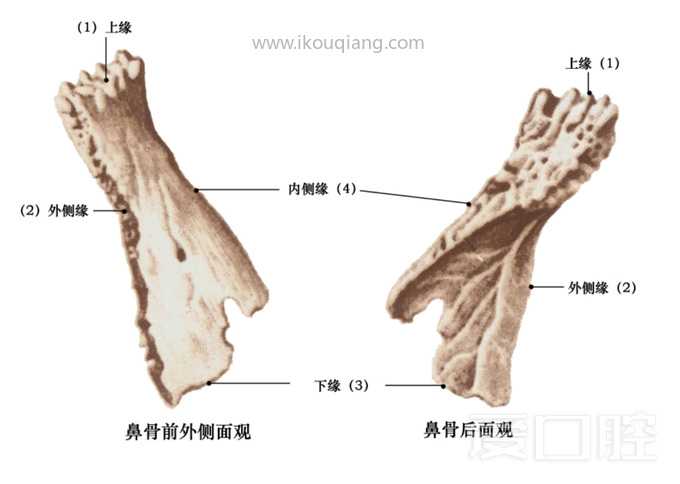 口腔颌面部骨骼肌肉解剖图谱_17.jpg