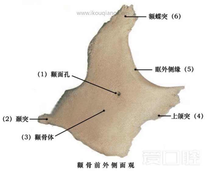 口腔颌面部骨骼肌肉解剖图谱_18.jpg