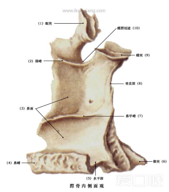口腔颌面部骨骼肌肉解剖图谱_19.jpg