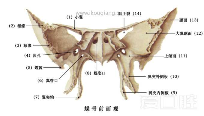 口腔颌面部骨骼肌肉解剖图谱_21.jpg