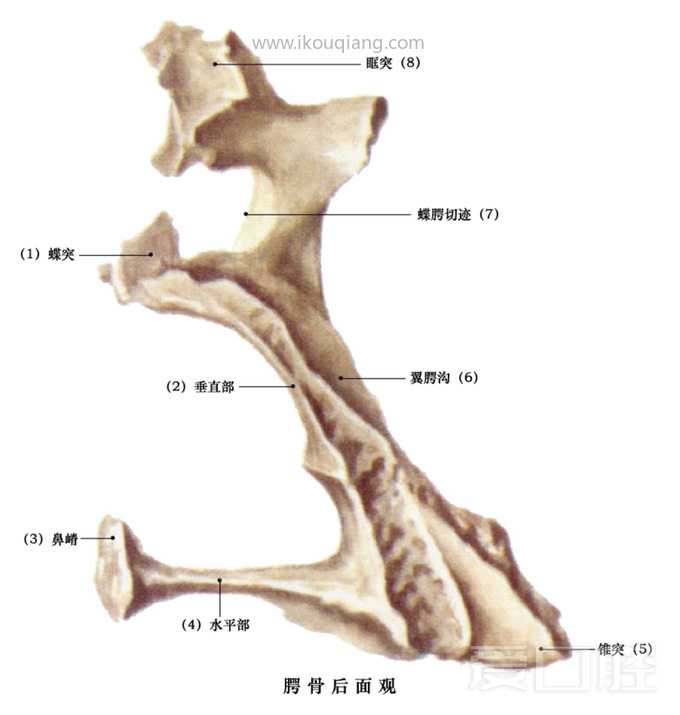 口腔颌面部骨骼肌肉解剖图谱_20.jpg