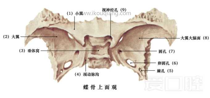 口腔颌面部骨骼肌肉解剖图谱_23.jpg