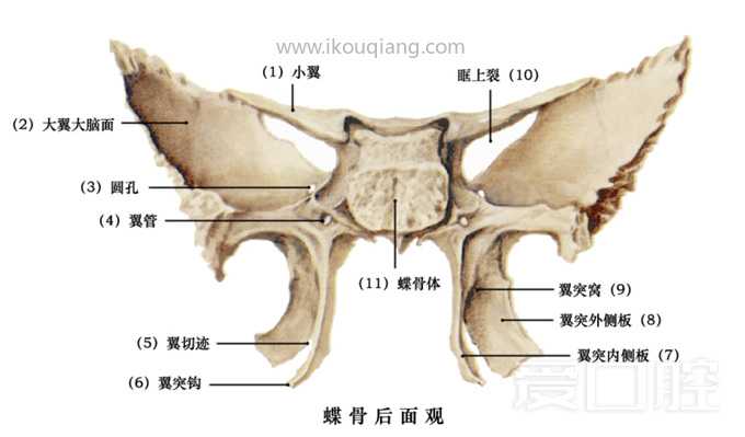 口腔颌面部骨骼肌肉解剖图谱_22.jpg