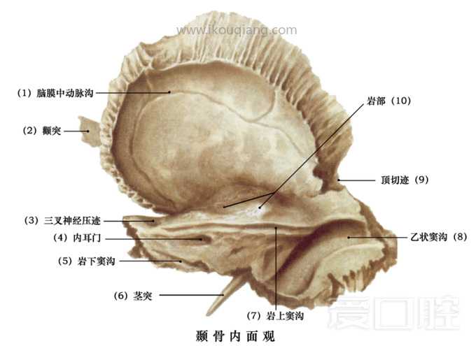 口腔颌面部骨骼肌肉解剖图谱_25.jpg