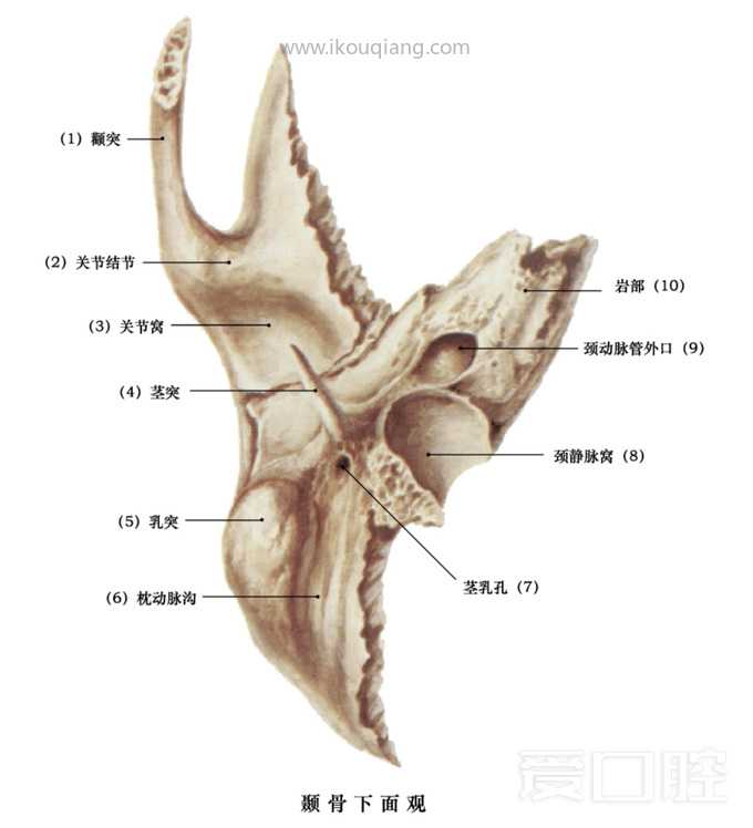 口腔颌面部骨骼肌肉解剖图谱_26.jpg