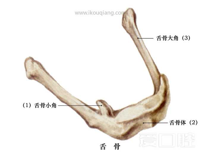 口腔颌面部骨骼肌肉解剖图谱_27.jpg