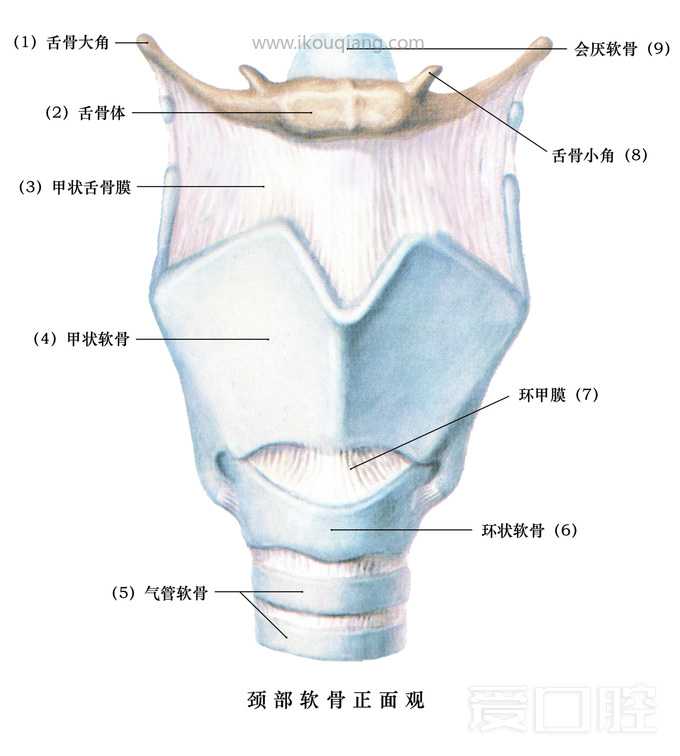 口腔颌面部骨骼肌肉解剖图谱_28.jpg