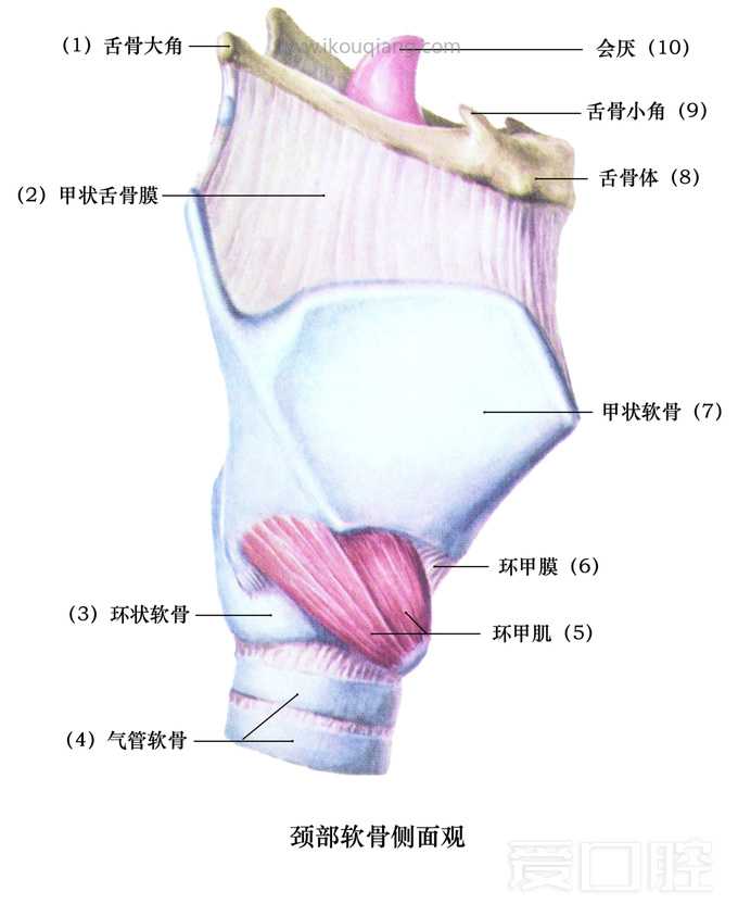 口腔颌面部骨骼肌肉解剖图谱_29.jpg