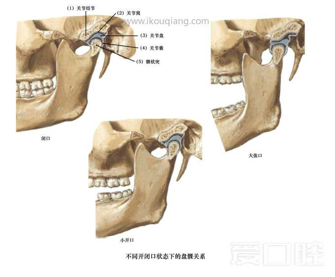 口腔颌面部骨骼肌肉解剖图谱_32.jpg