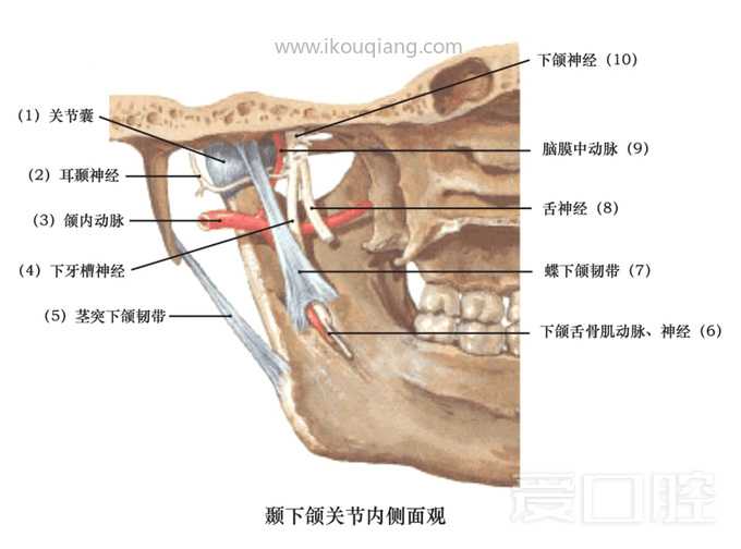 口腔颌面部骨骼肌肉解剖图谱_31.jpg