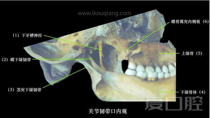 口腔颌面部骨骼肌肉解剖图谱_33.jpg