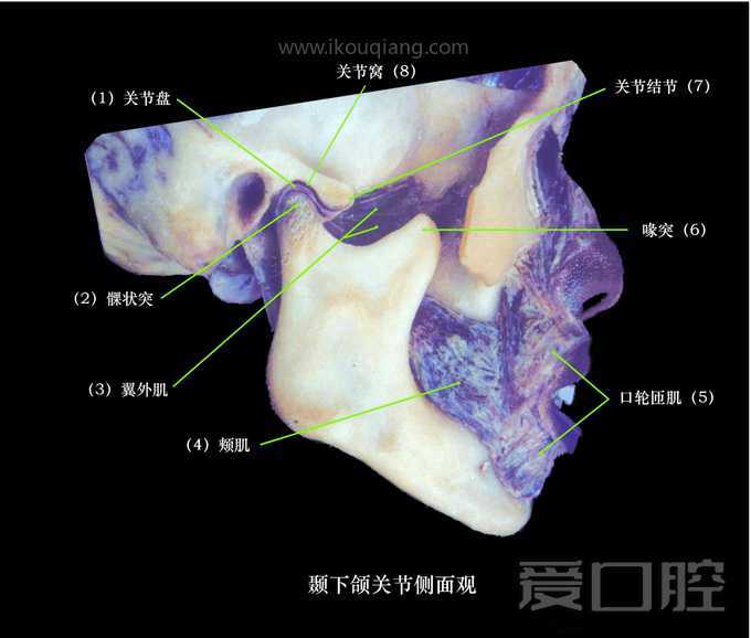 口腔颌面部骨骼肌肉解剖图谱_34.jpg