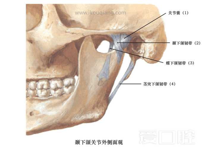 口腔颌面部骨骼肌肉解剖图谱_41.jpg