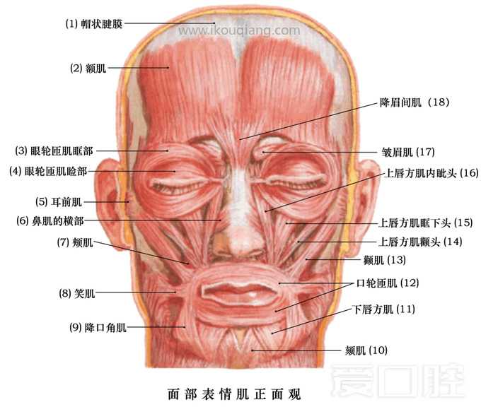 口腔颌面部骨骼肌肉解剖图谱_42.jpg