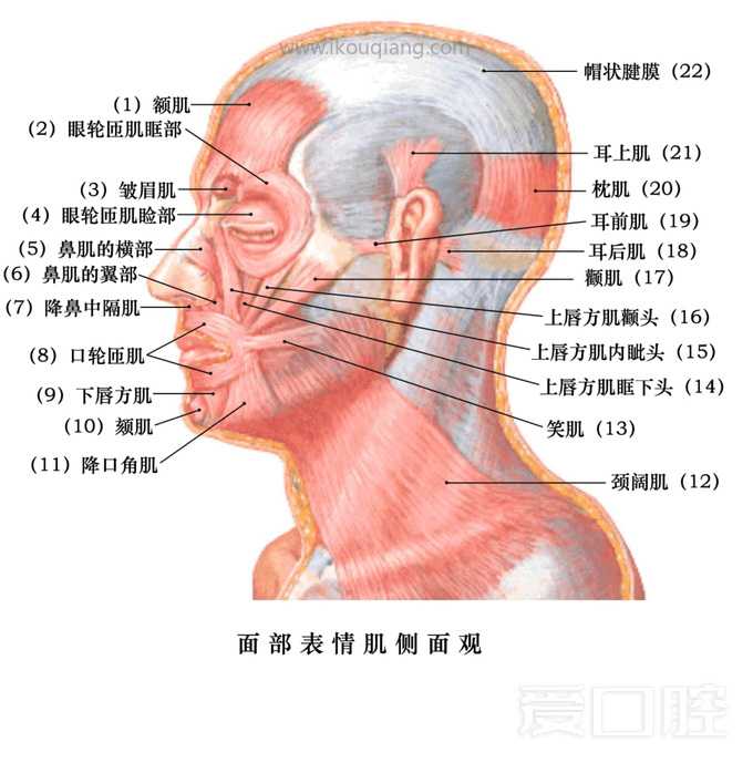 口腔颌面部骨骼肌肉解剖图谱_43.jpg