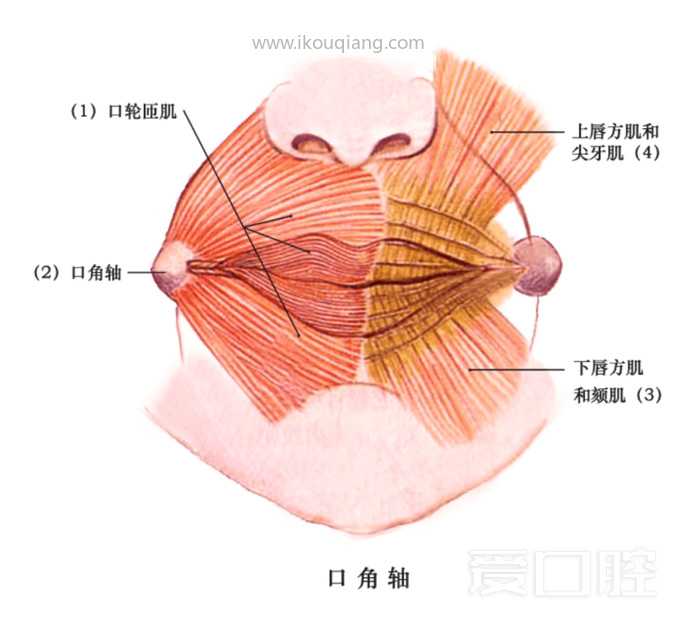 口腔颌面部骨骼肌肉解剖图谱_44.jpg