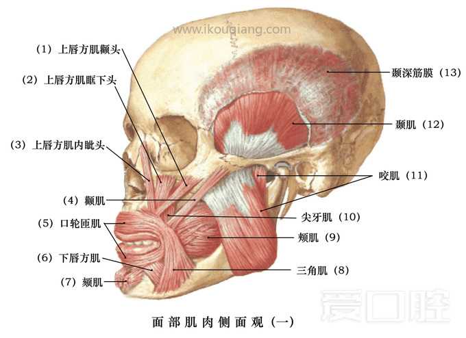 口腔颌面部骨骼肌肉解剖图谱_45.jpg