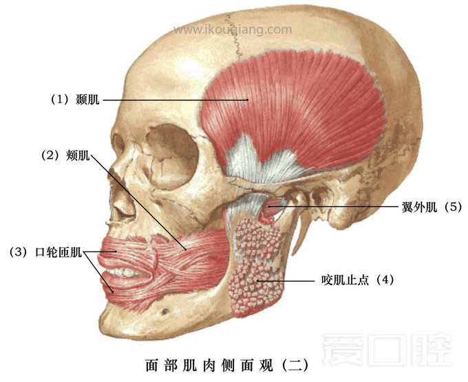 口腔颌面部骨骼肌肉解剖图谱_46.jpg