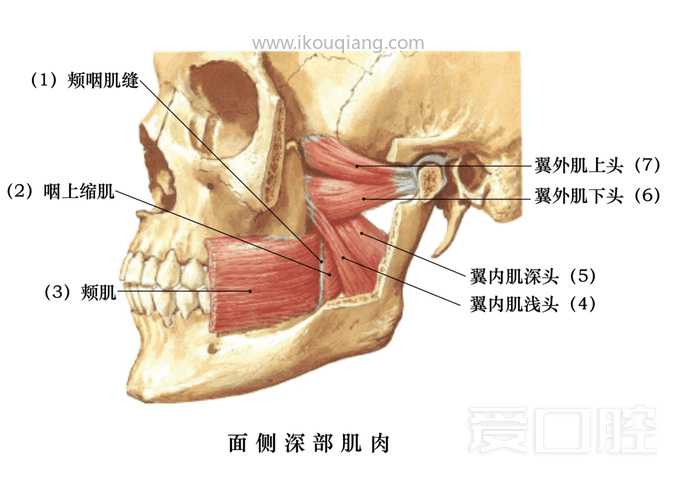 口腔颌面部骨骼肌肉解剖图谱_47.jpg