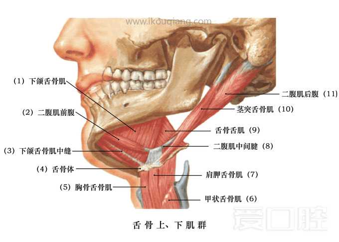 口腔颌面部骨骼肌肉解剖图谱_48.jpg