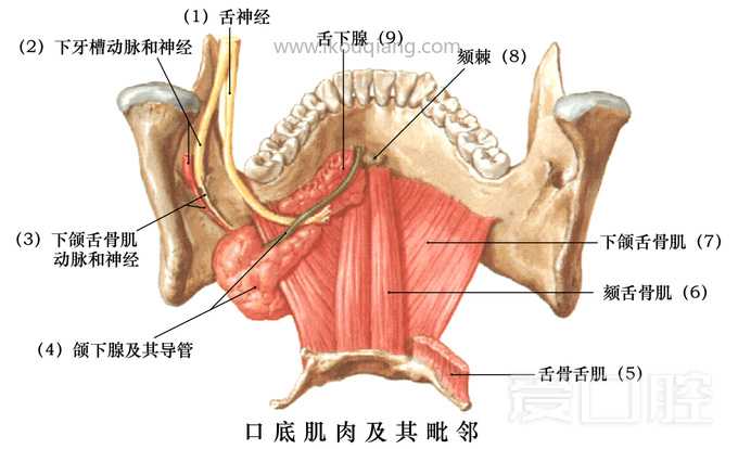 口腔颌面部骨骼肌肉解剖图谱_50.jpg