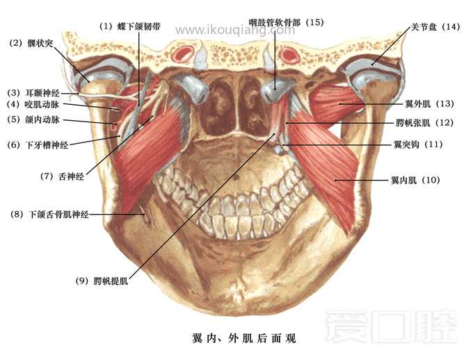 口腔颌面部骨骼肌肉解剖图谱_51.jpg