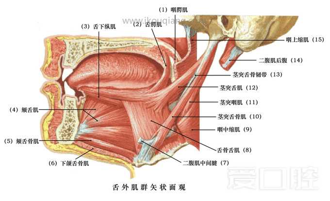 口腔颌面部骨骼肌肉解剖图谱_52.jpg