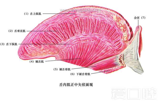 口腔颌面部骨骼肌肉解剖图谱_53.jpg