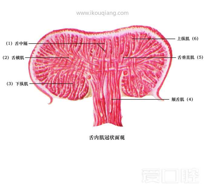 口腔颌面部骨骼肌肉解剖图谱_54.jpg