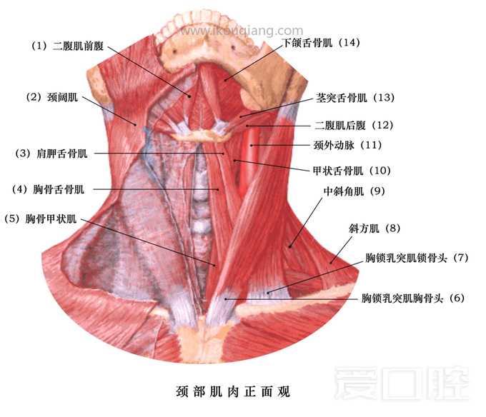 口腔颌面部骨骼肌肉解剖图谱_55.jpg