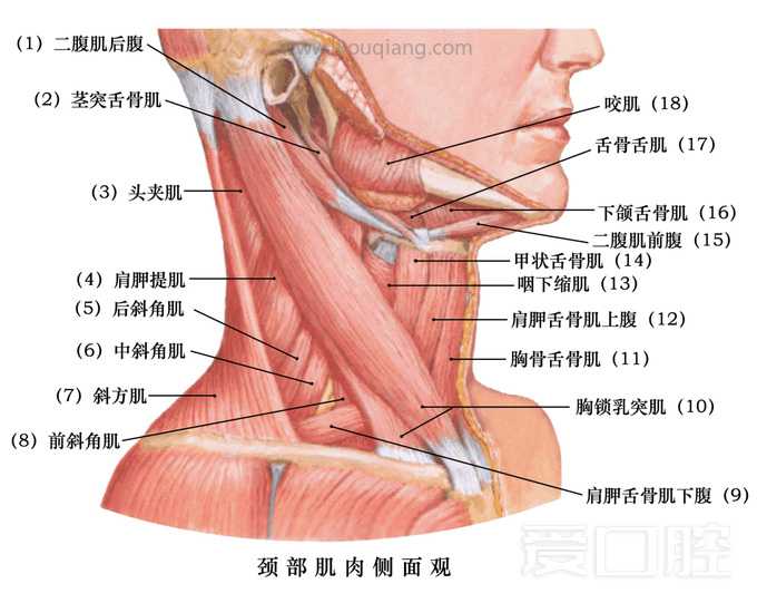 口腔颌面部骨骼肌肉解剖图谱_56.jpg