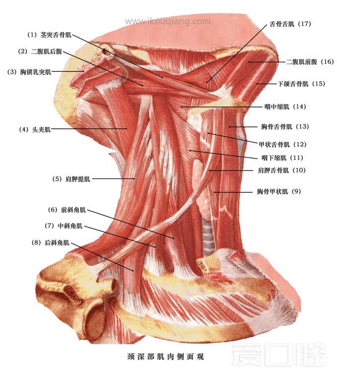 口腔颌面部骨骼肌肉解剖图谱_57.jpg