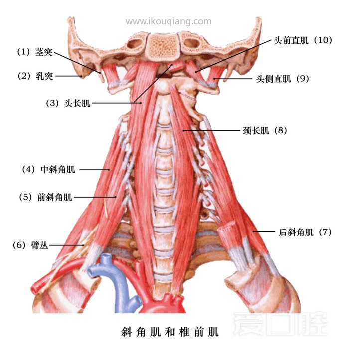 口腔颌面部骨骼肌肉解剖图谱_58.jpg