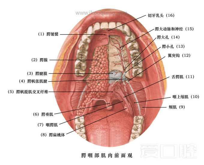 口腔颌面部骨骼肌肉解剖图谱_59.jpg