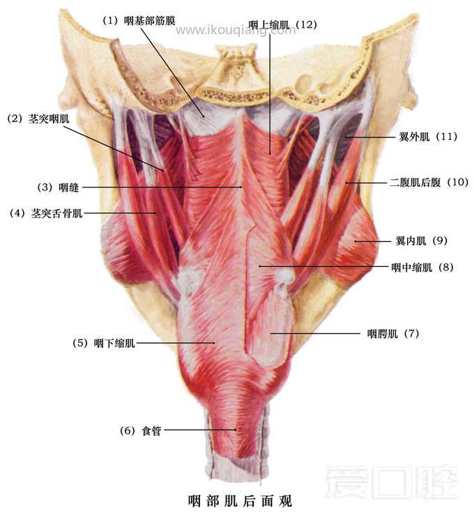 口腔颌面部骨骼肌肉解剖图谱_62.jpg