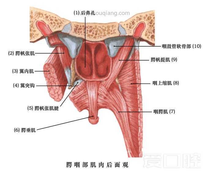 口腔颌面部骨骼肌肉解剖图谱_61.jpg