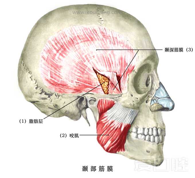 口腔颌面部骨骼肌肉解剖图谱_63.jpg